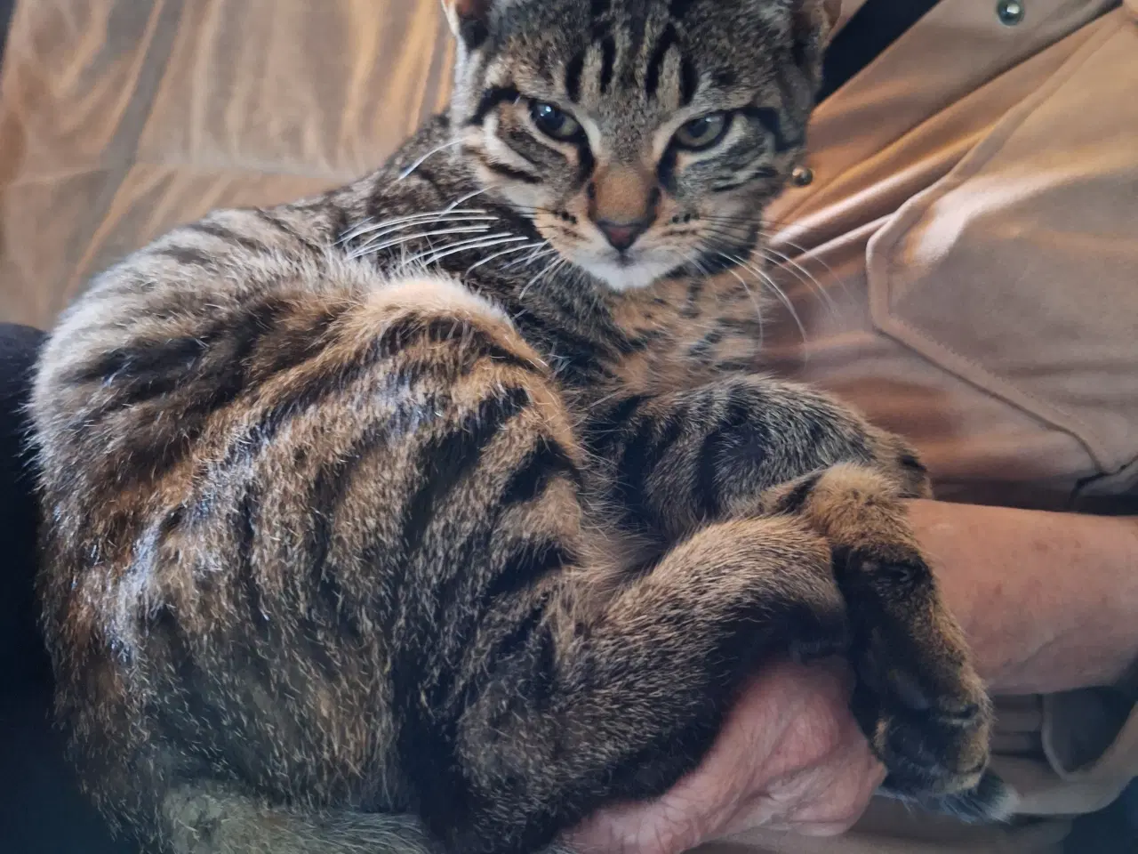 Billede 2 - 21 uger killing