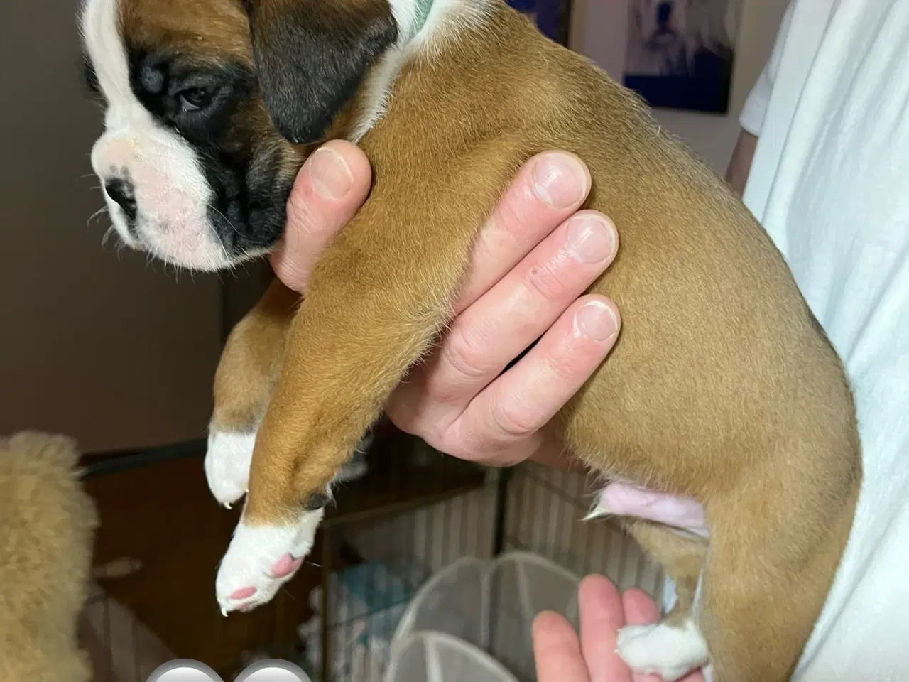 Billede 4 - Skønneste Boxerhvalpe søger nyt hjem