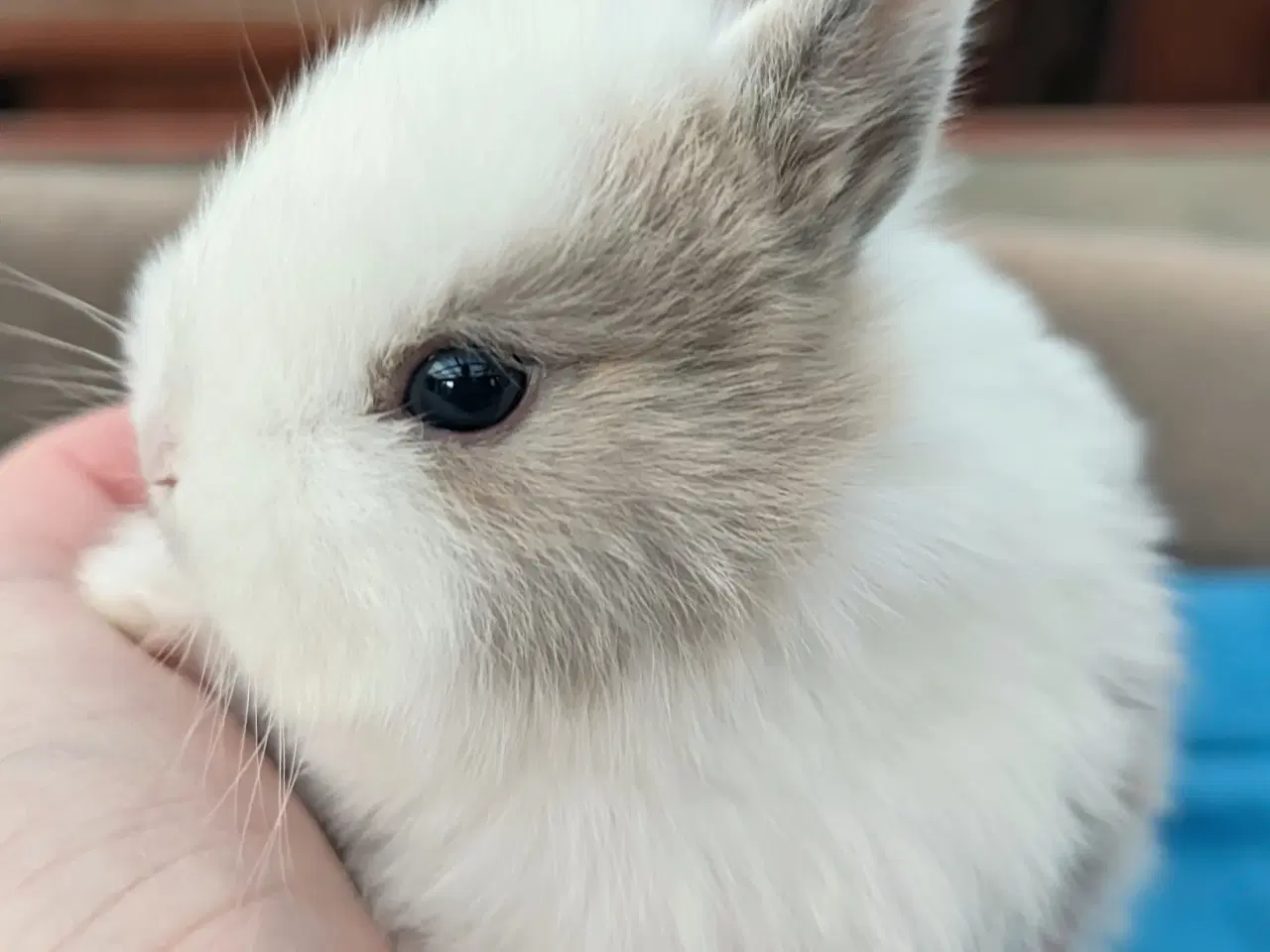 Billede 7 - Hermelin kaninunge sælges