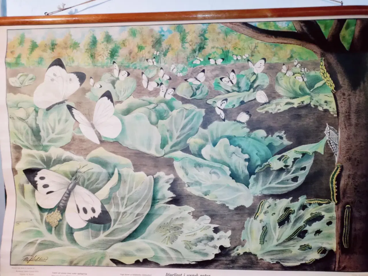 Billede 2 - fedt lille skolekort med sommerfugle