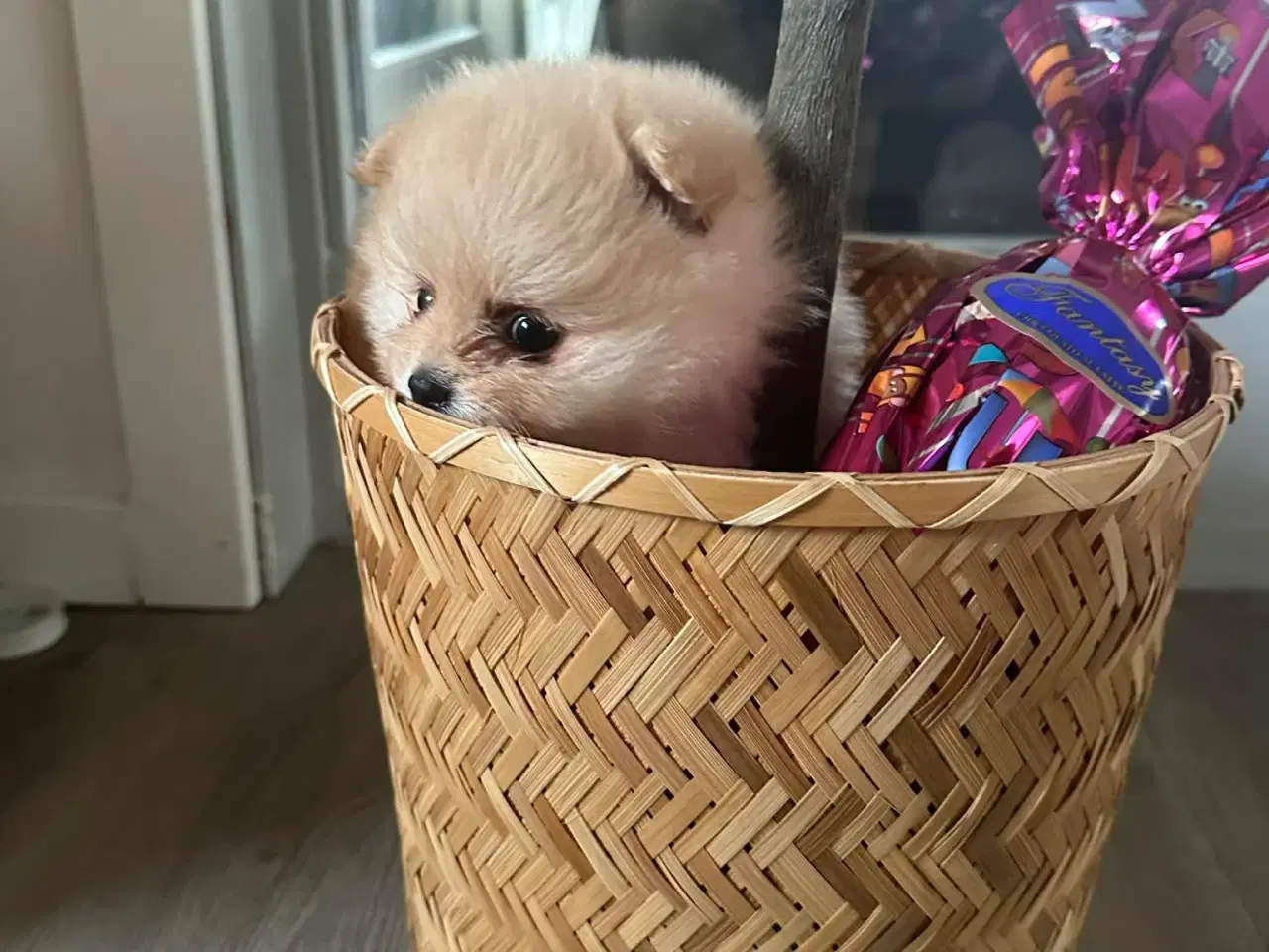 Billede 4 - 3 søde Pomeranian tæver søger kærlige hjem