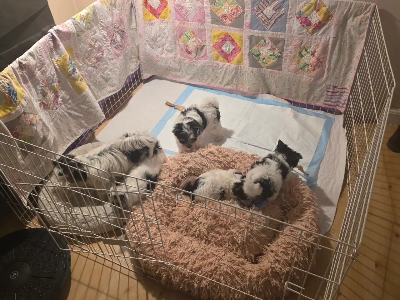 Billede 5 - Biewer Yorkshire terrier