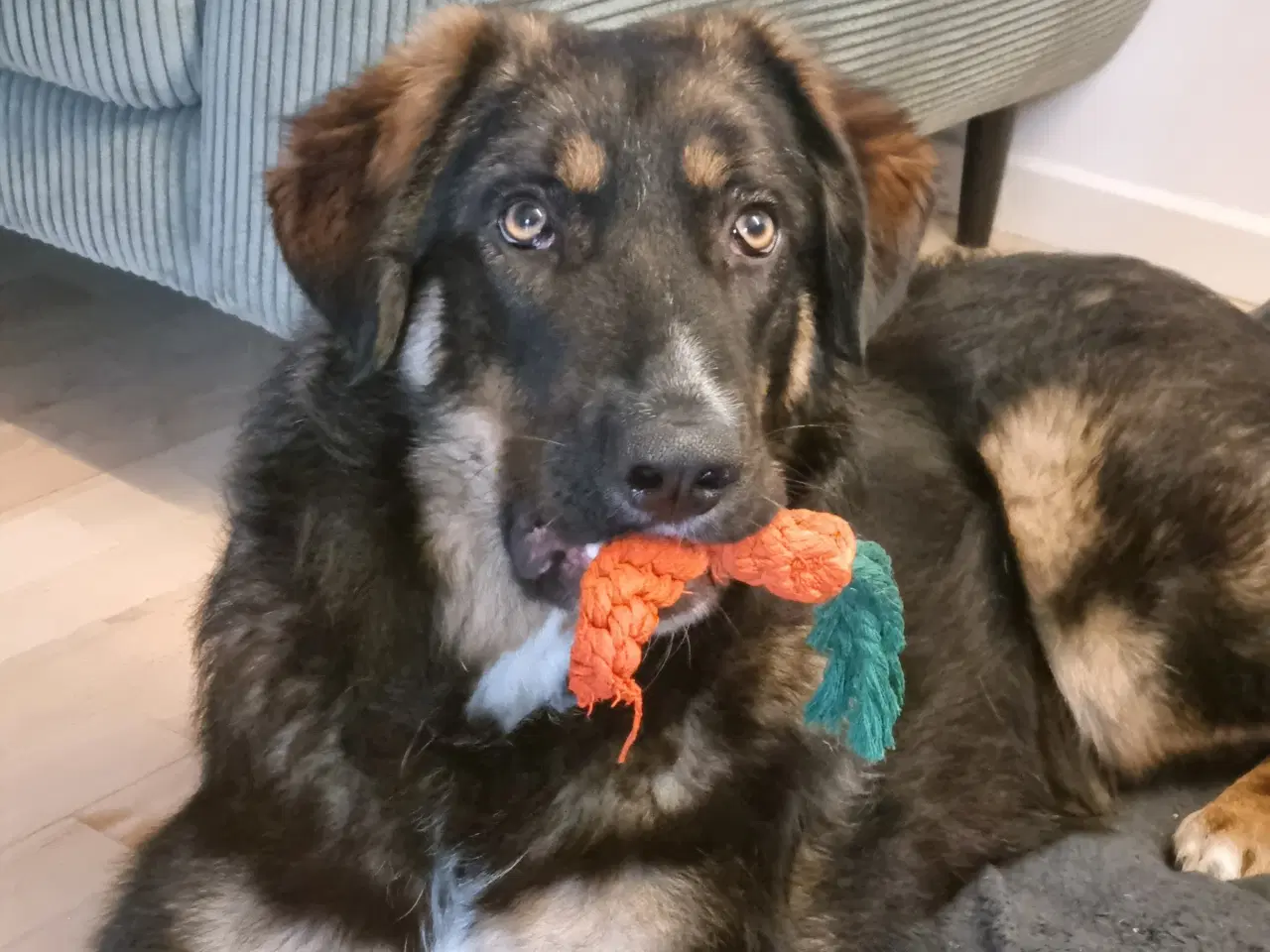 Billede 5 - Basse søger 4ever familie💙