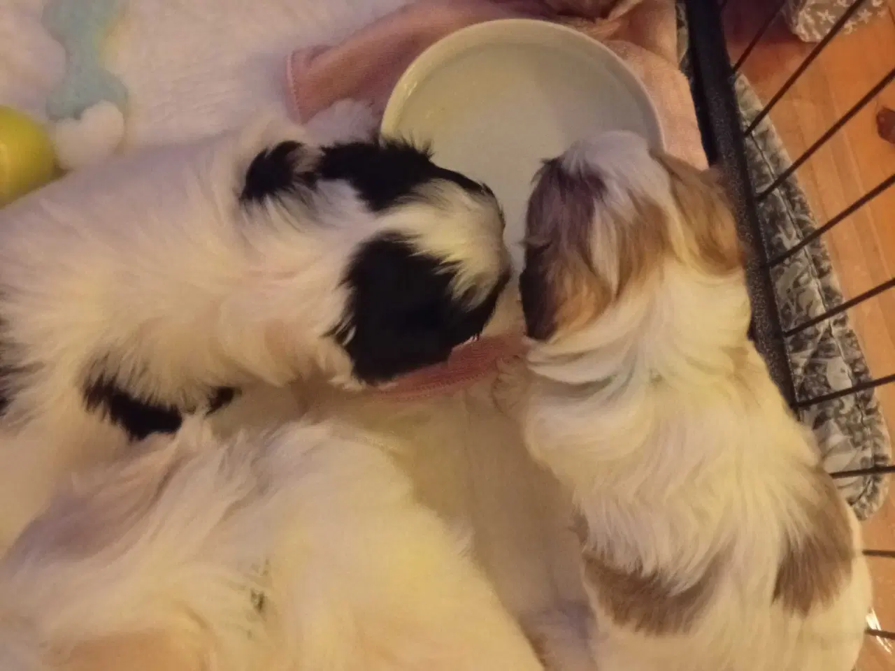 Billede 3 - Cotonese Hvalpe 