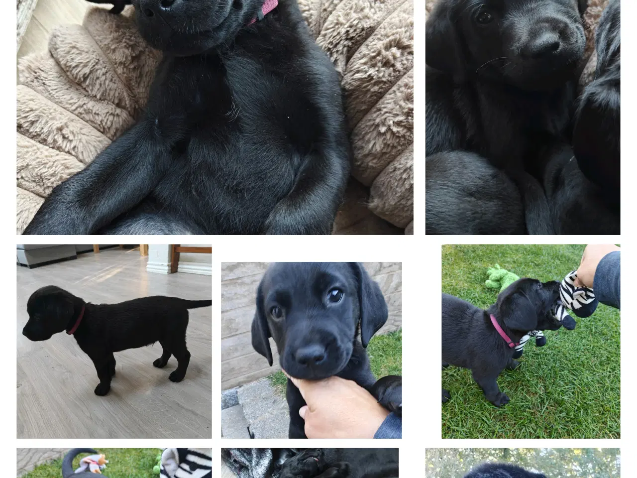 Billede 1 - Labrador hvalp sælges