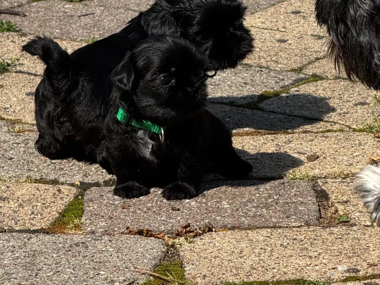 Billede 5 - Shih Tzu hvalpe 