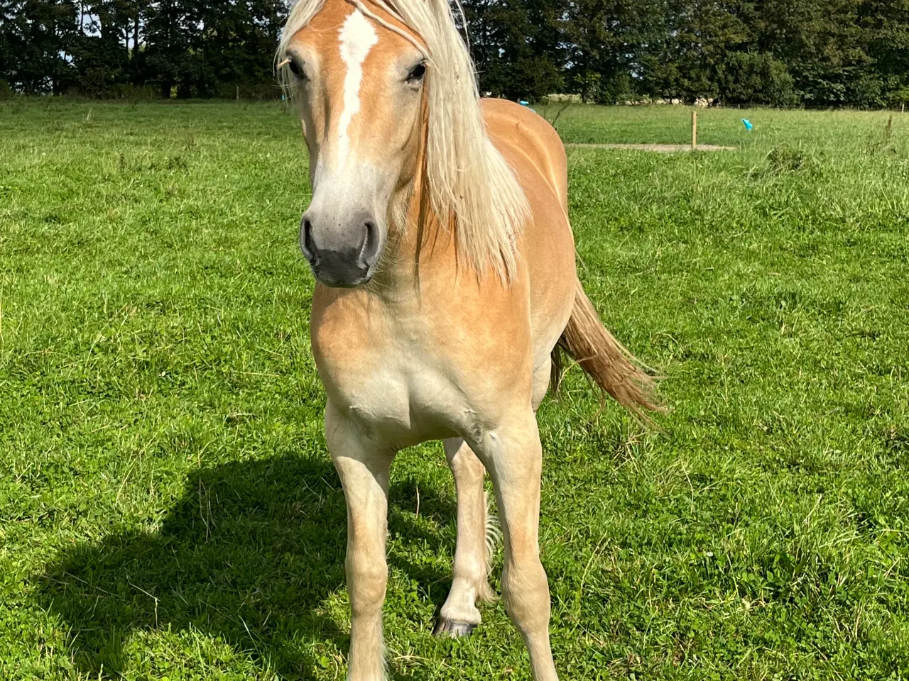 Billede 4 - Utrolig smuk 1 års haflinger hoppe. 