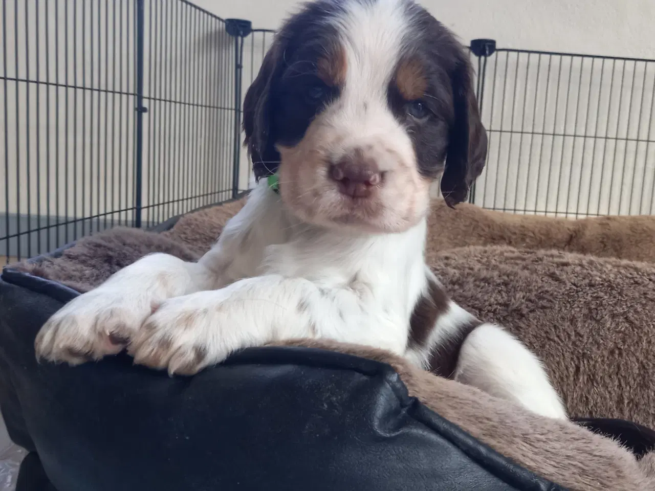 Billede 7 - Engelsk Springer Spaniel hvalp!