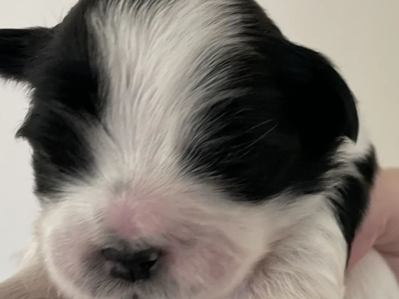 Billede 5 - Shih tzu hvalpe 