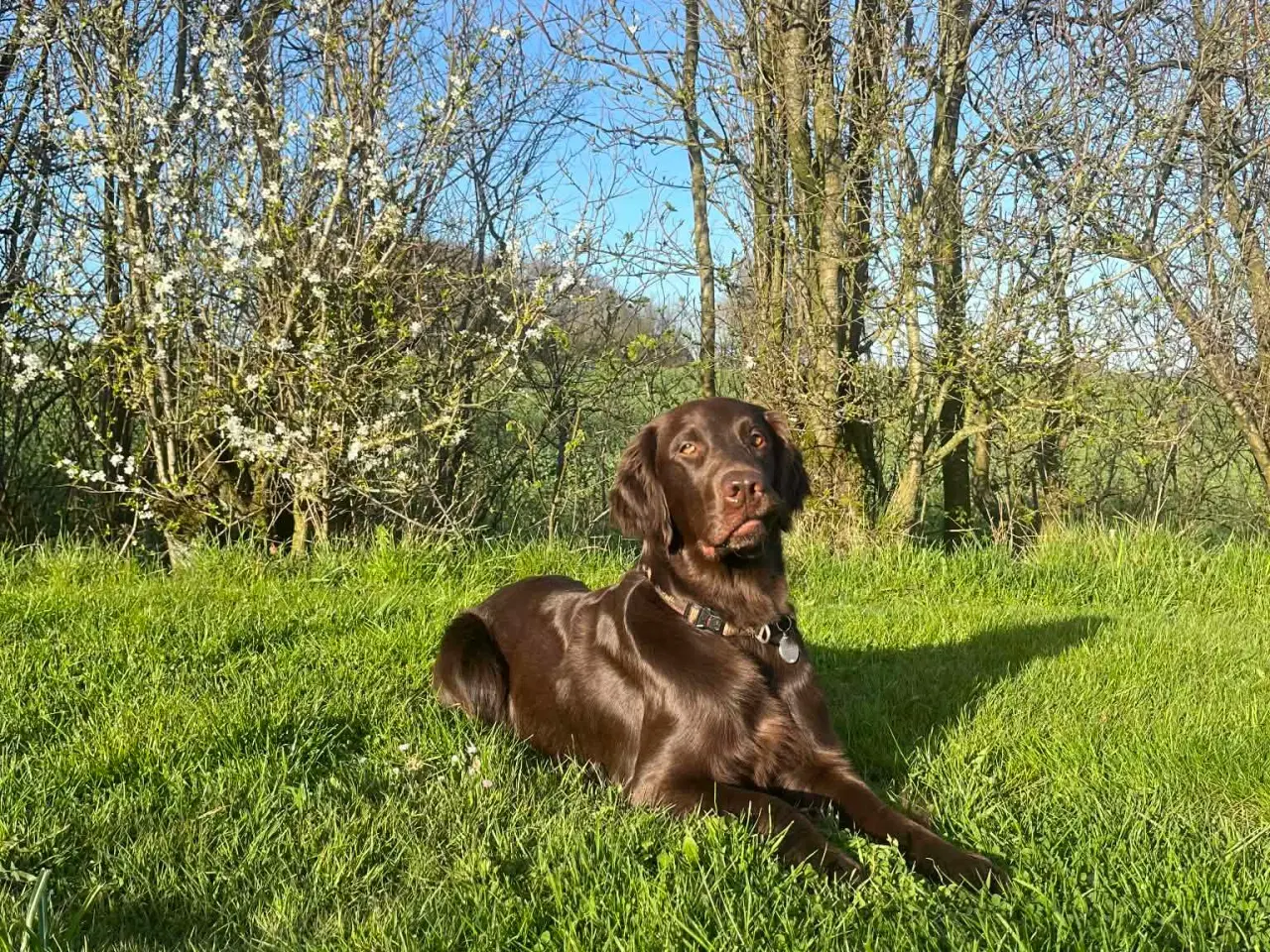 Billede 1 - Flatcoated Retriever hvalpe