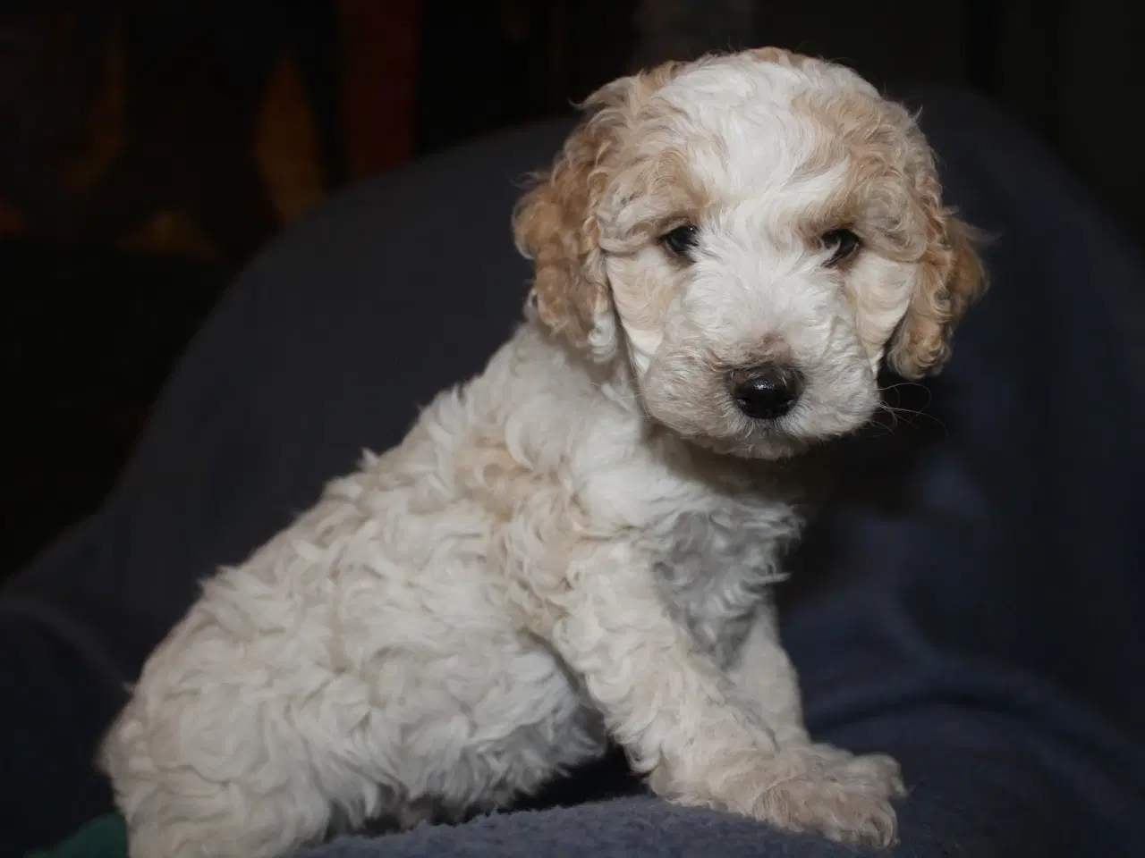 Billede 3 - Springerdoodle hvalpe