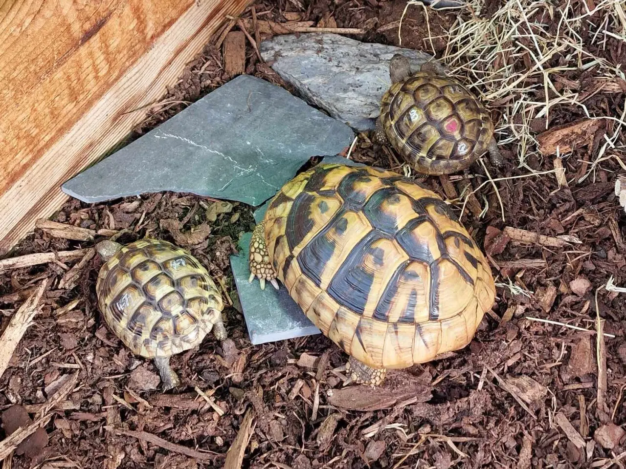 Billede 6 - 3 græske landskildpadder med cites sælges