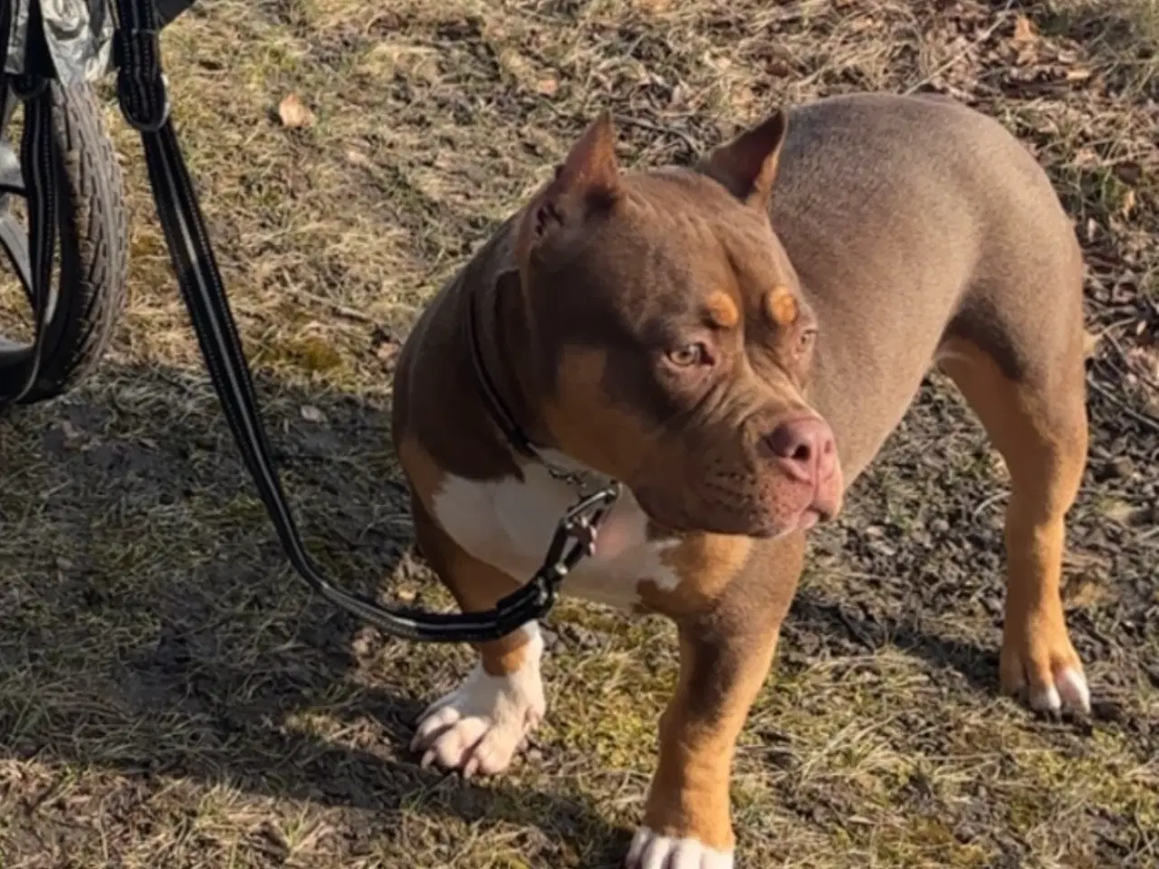 Billede 3 - American Bully