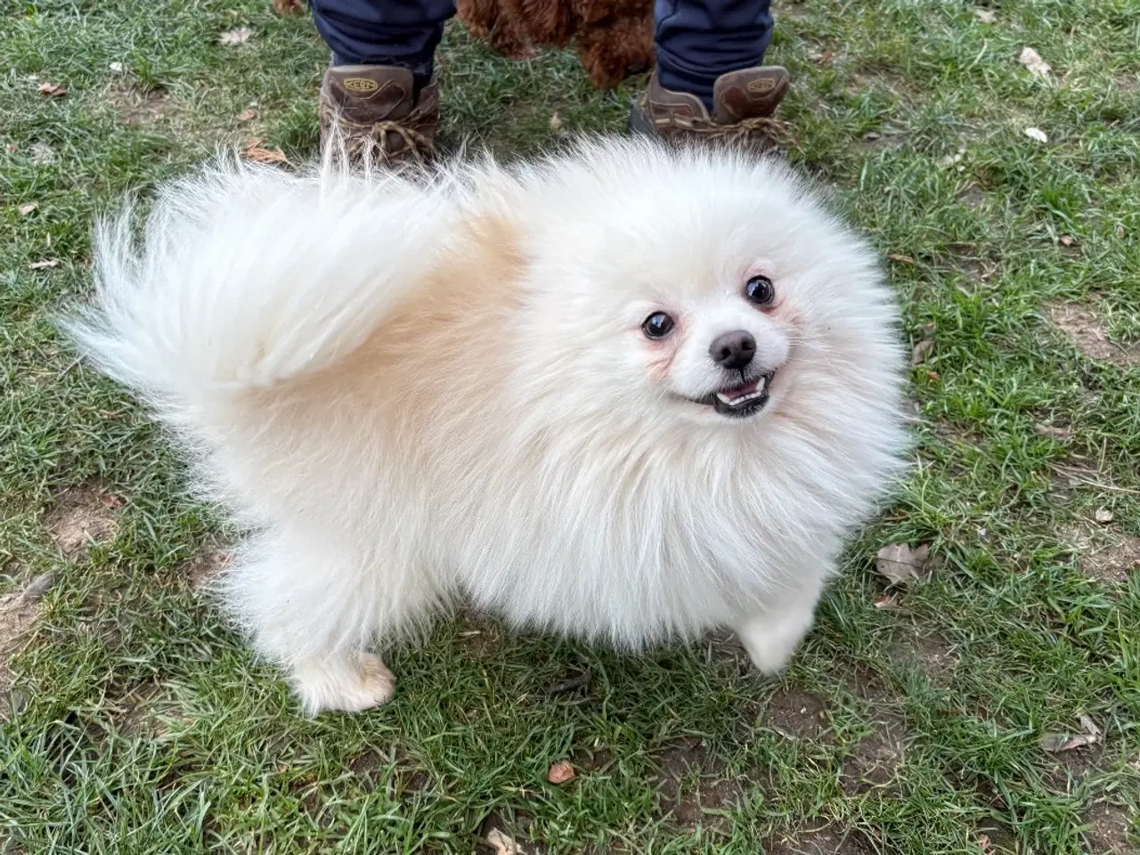 Billede 7 - Kærlig Pomeranian pige-hvalp – fuldt vaccineret,