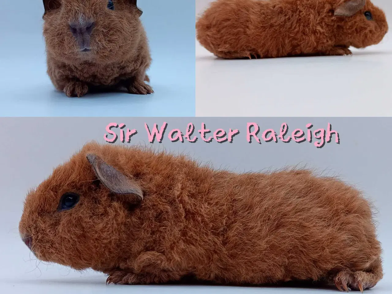 Billede 6 - DK Marinos opdræt