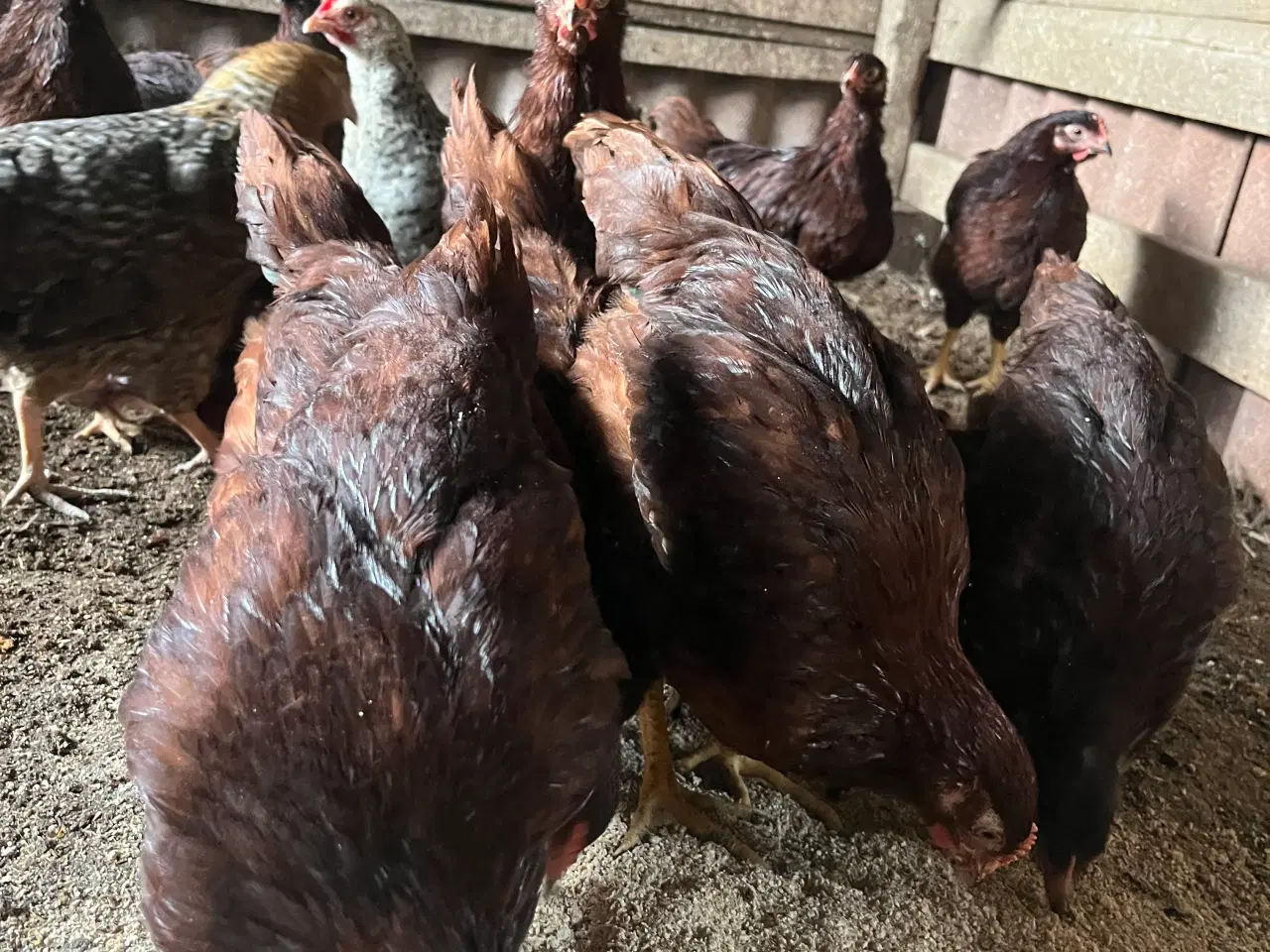 Billede 4 - Rhode Island Red Kyllinger 