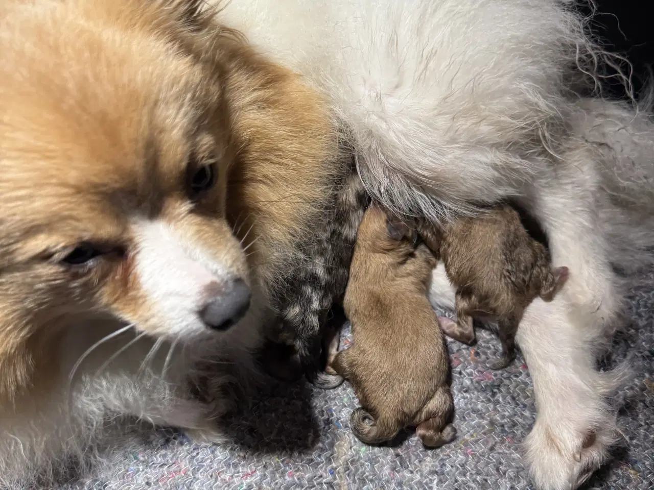 Billede 6 - Merle pomeranian