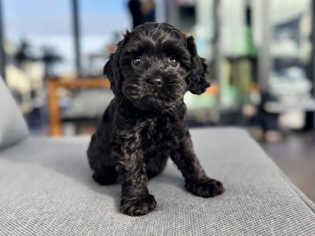 Billede 4 - Cockapoo dreng