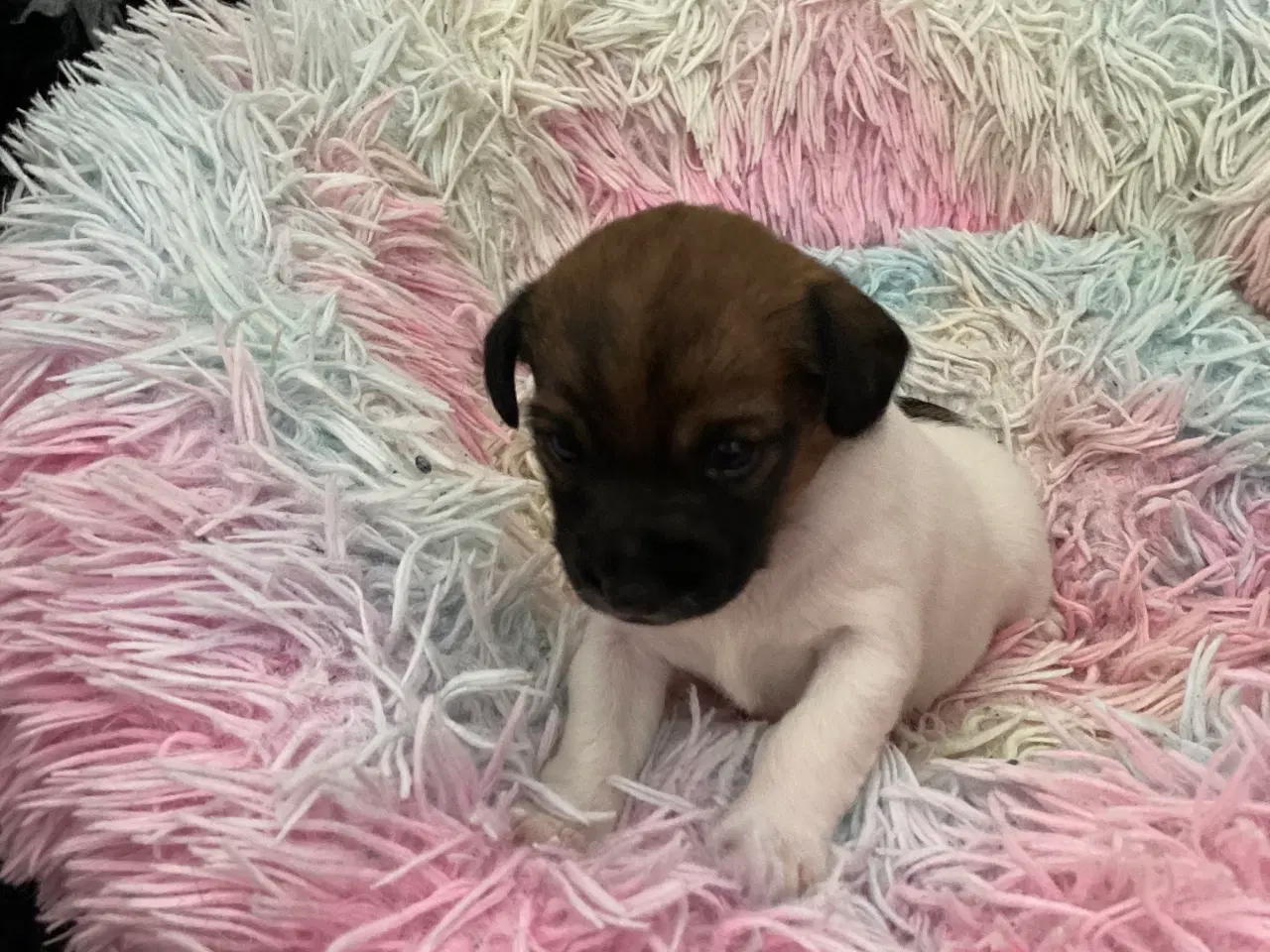 Billede 3 - Dansk Svensk Gårdhund hvalp
