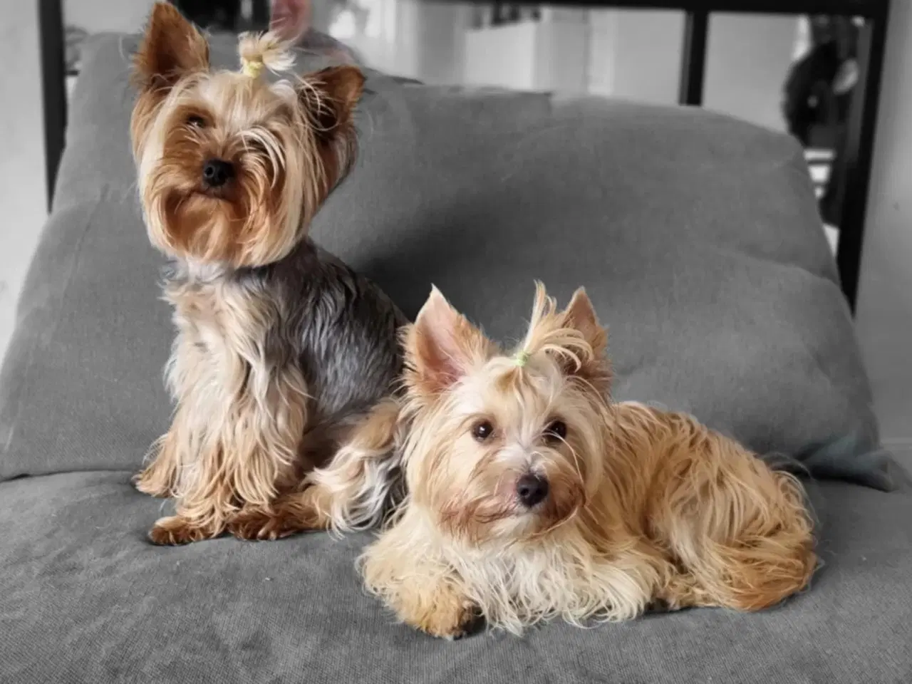 Billede 12 - 4 Yorkshire terrier hvalpe søgør kærlige hjem