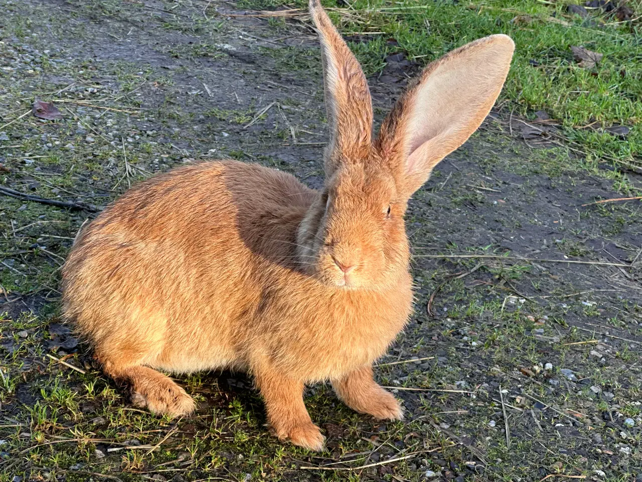 Billede 1 - Belgisk kæmpe gul hun