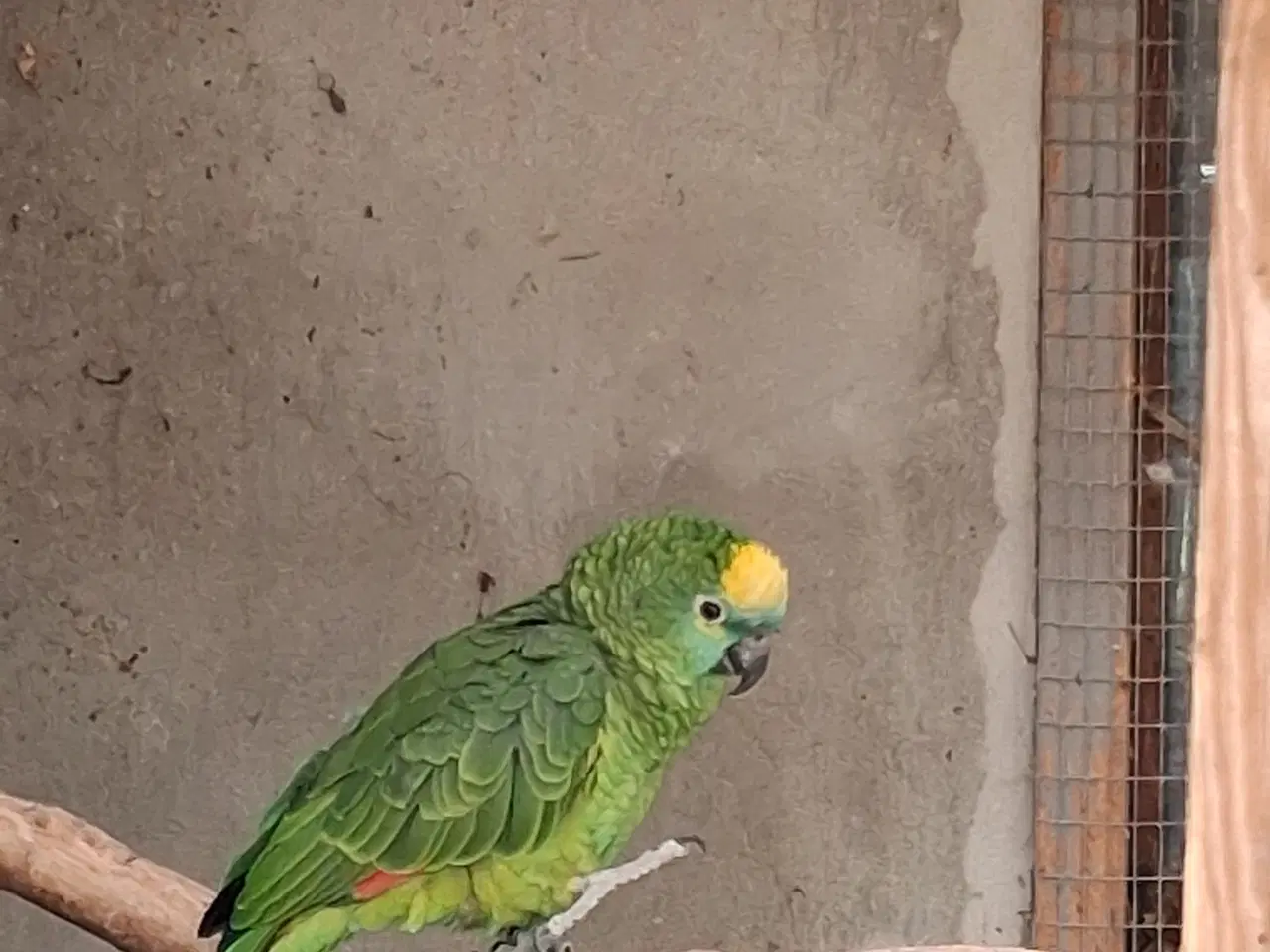 Billede 1 - Blåpandet  Amazone  købes