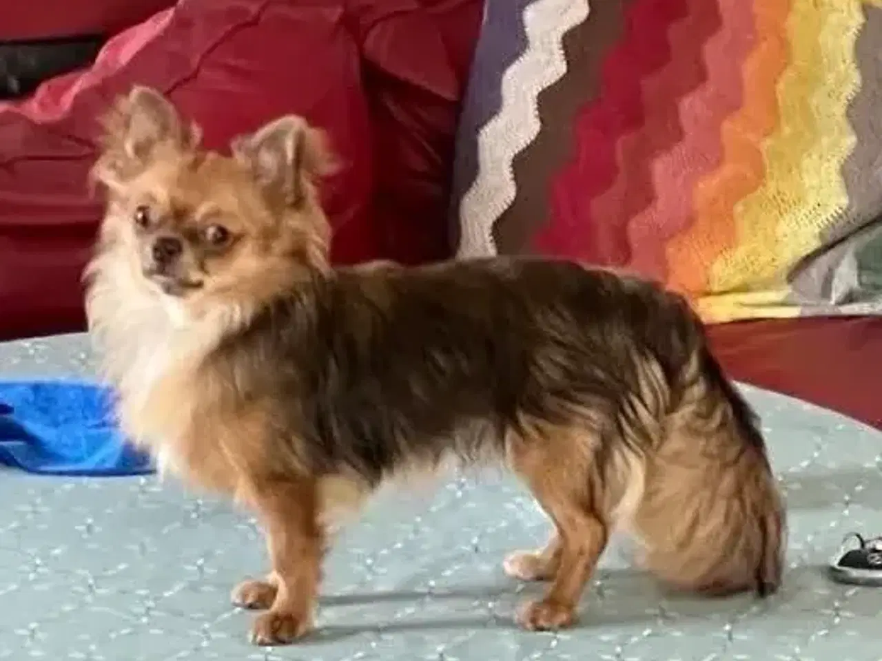 Billede 4 - Langhåret chihuahua hvalpe