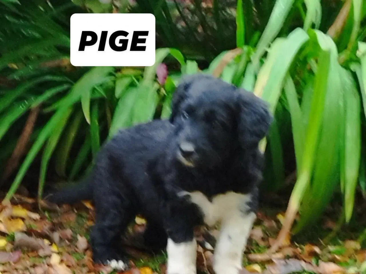 Billede 8 - Bordoodle (Border Collie & Poodle Mix):