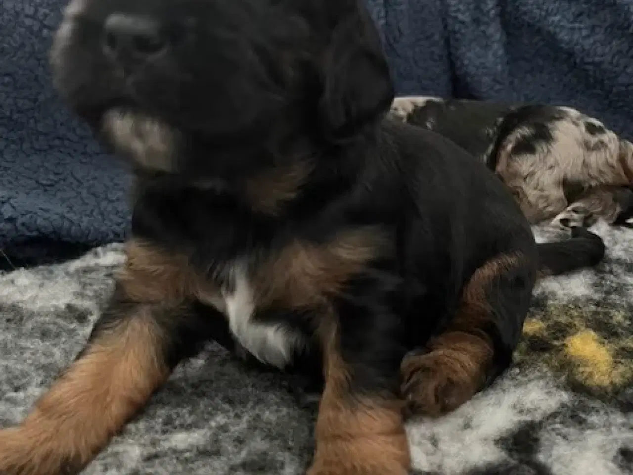 Billede 8 - Cockalier hvalpe med Aussie twist