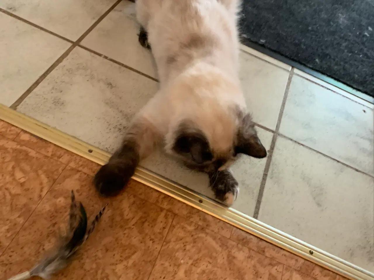 Billede 3 - Ragdoll - hun kat. 