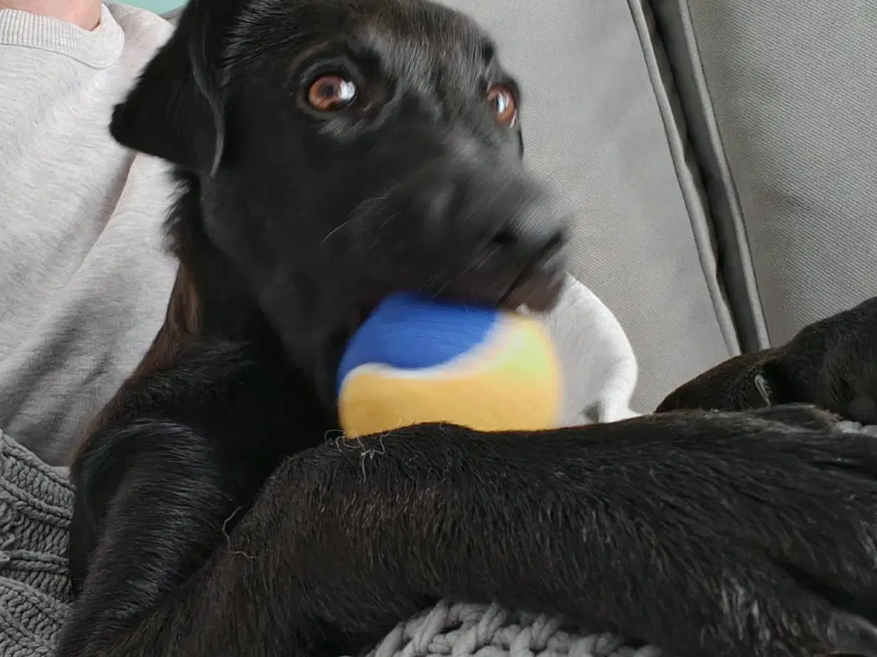 Billede 3 - Skønne Atlas søger egen familie 💙