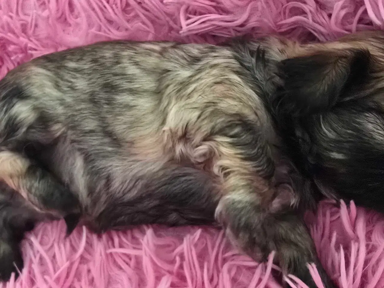 Billede 10 - 2 dejlige drenge 