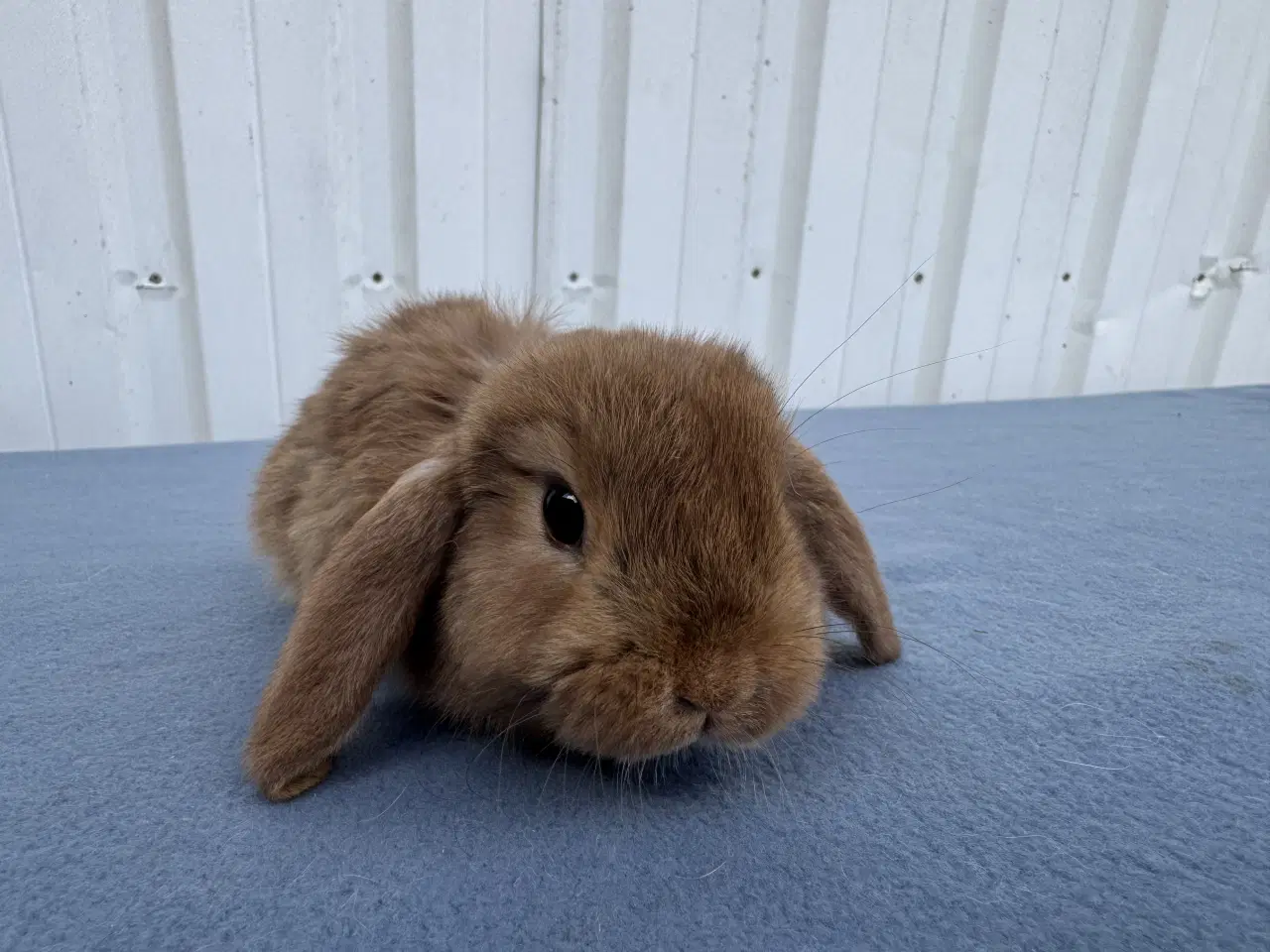 Billede 2 - Dværgvædder hunkanin