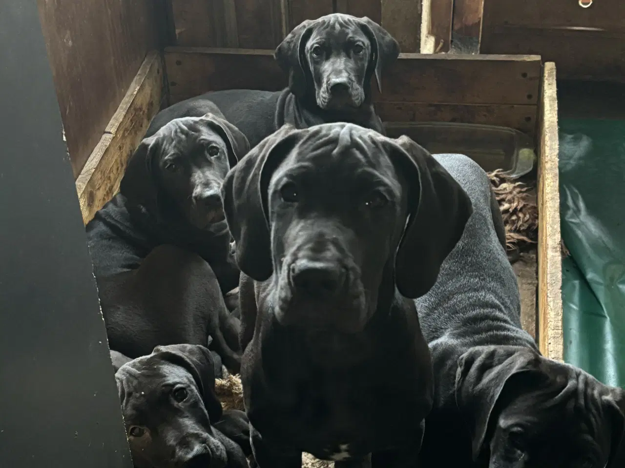 Billede 17 - Grand Danois hvalpe