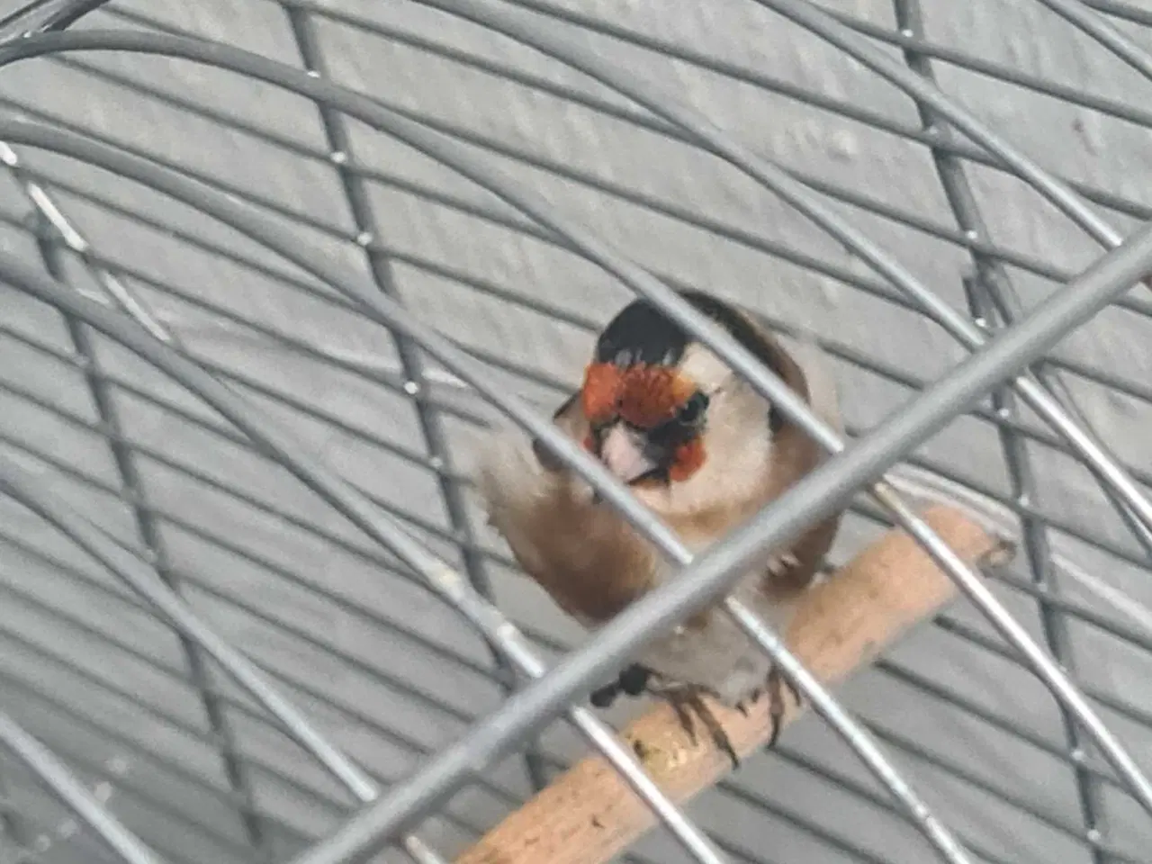 Billede 2 - guldfinke 