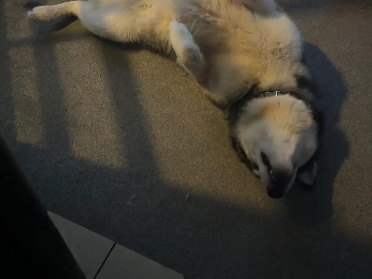Billede 5 - Alaskan malamute 2 år