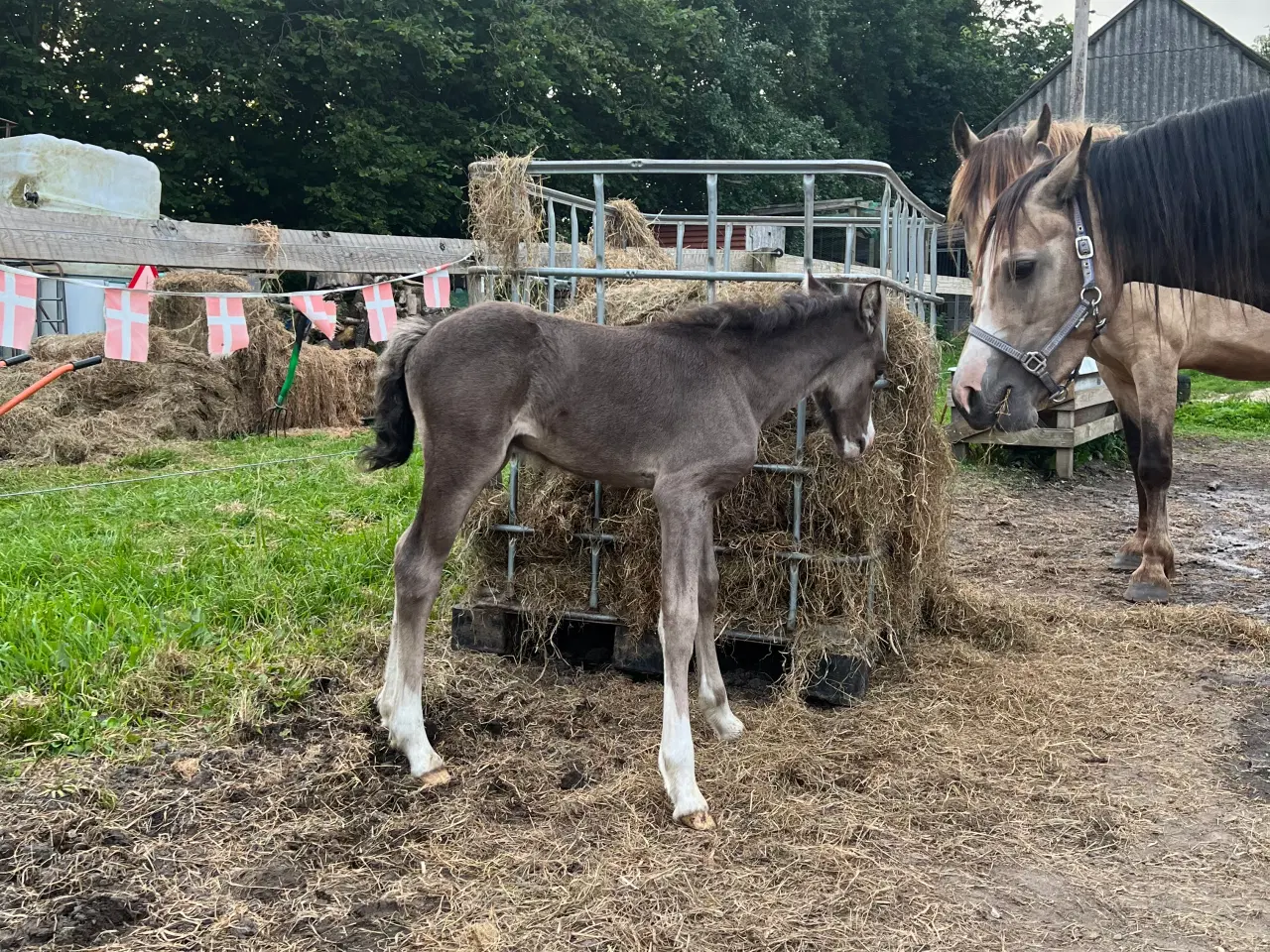 Billede 6 - Welsh cob 