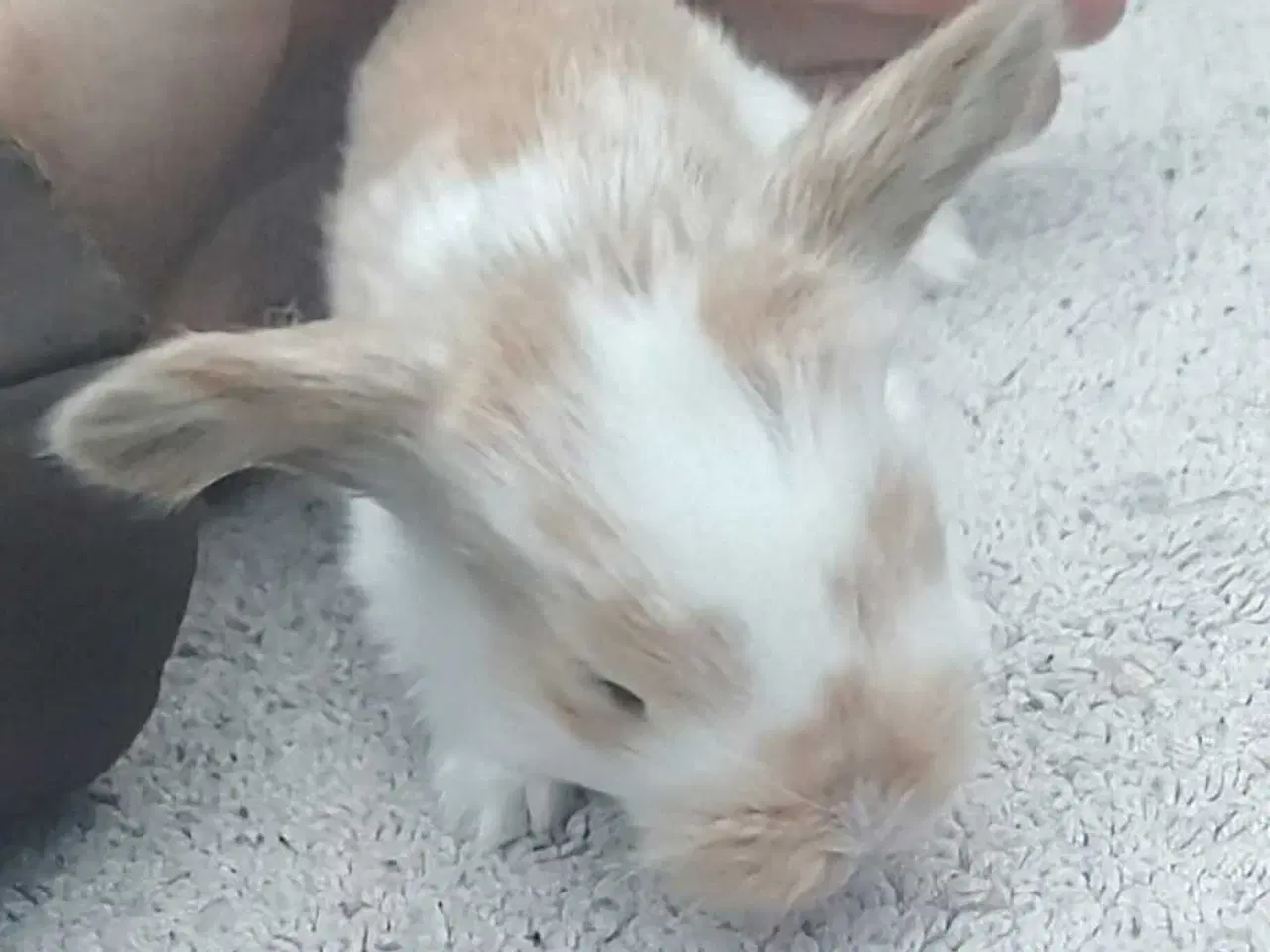 Billede 3 - Søde kaninunger sælges