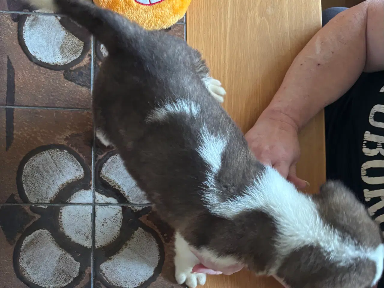 Billede 2 - Kort håret Sankt Bernhard hvalpe