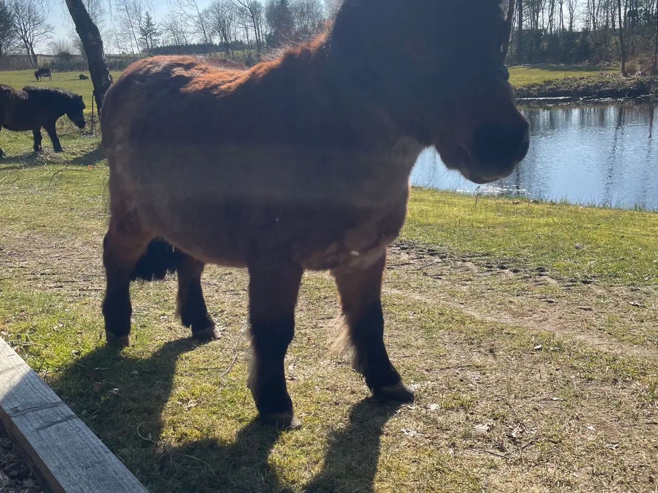 Billede 9 - Shetlænder ponyer sælges