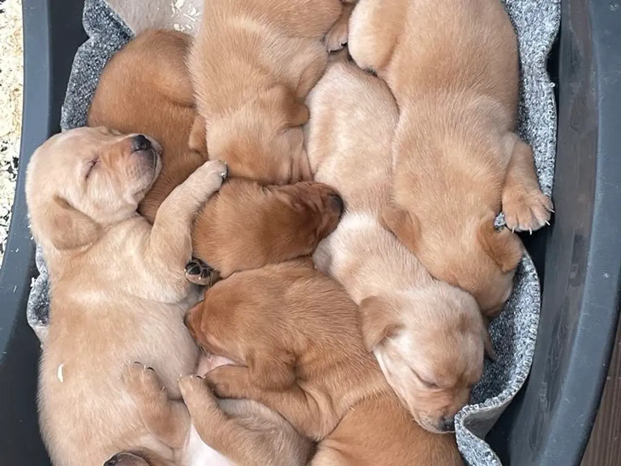 Billede 2 - Labrador retriever hvalpe med stamtavle.