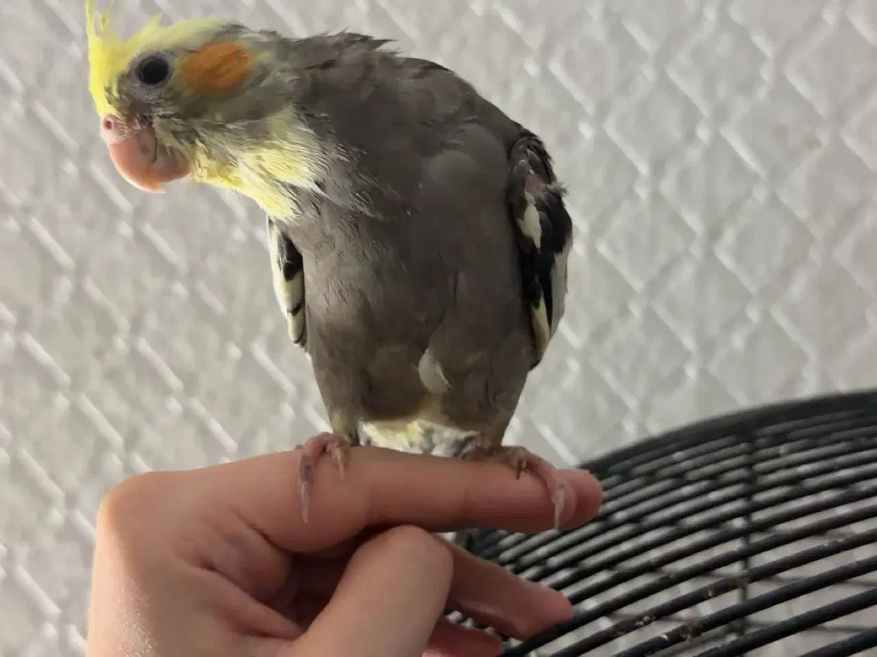 Billede 8 - 100% Tammr nymfeparakit unger