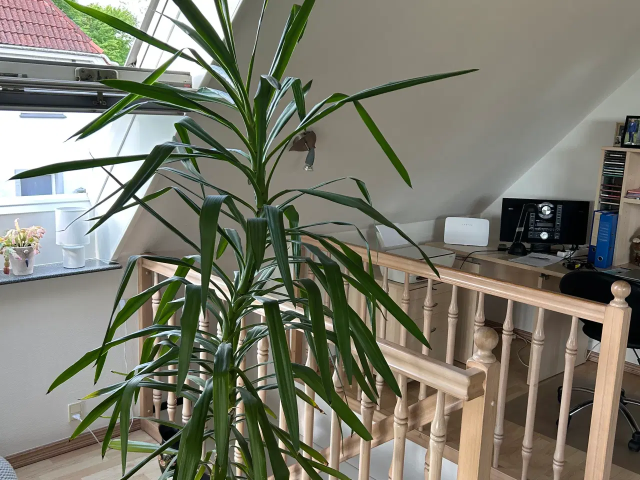 Billede 2 - Yucca plante