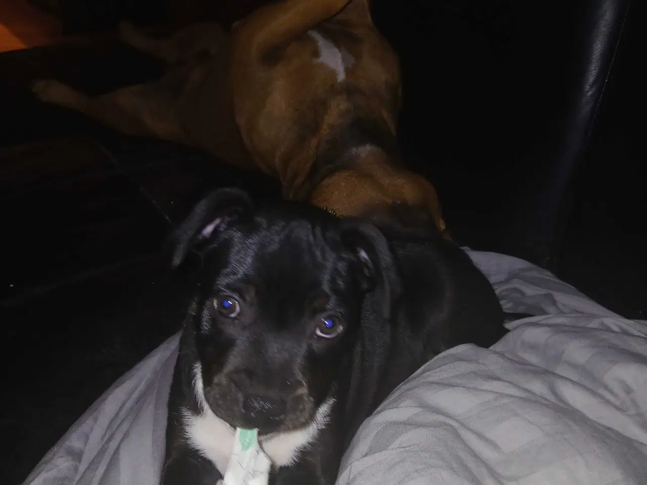 Billede 6 - Staffordshire bull terrier hvalp han 