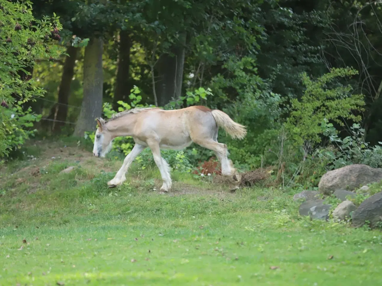 Billede 2 - Irish Cob heste søger nyt hjem 