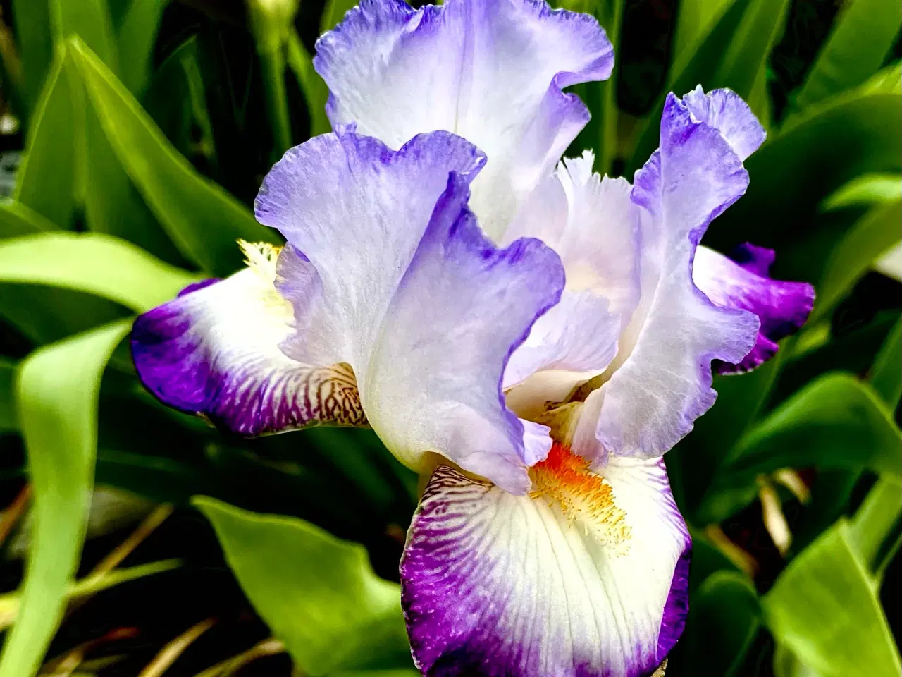 Billede 3 - Iris.