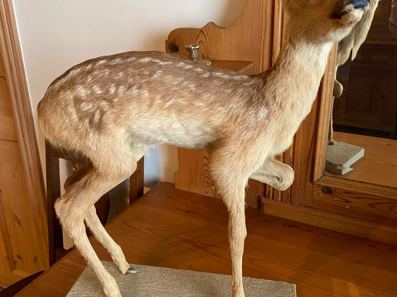 Billede 1 - Udstoppede dyr/fugle