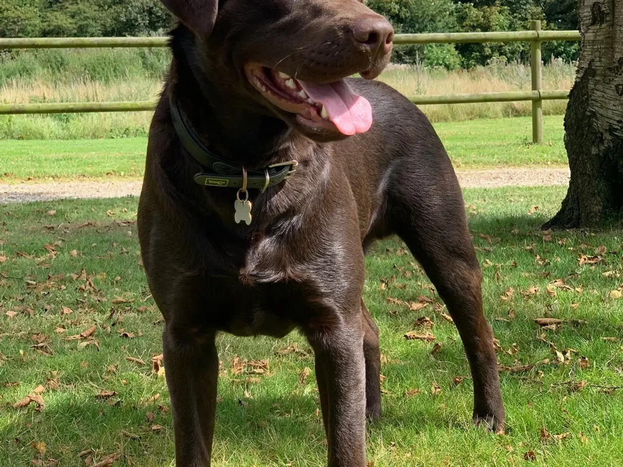 Billede 11 - Brune labrador hvalpe
