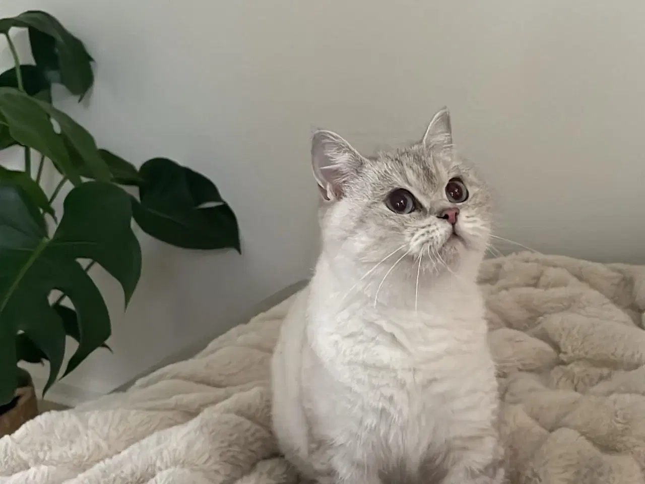 Billede 10 - British Shorthair killinger søger nyt hjem