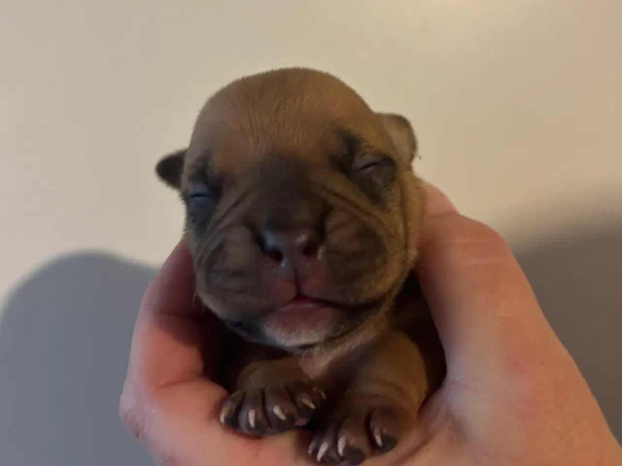 Billede 5 - American bully